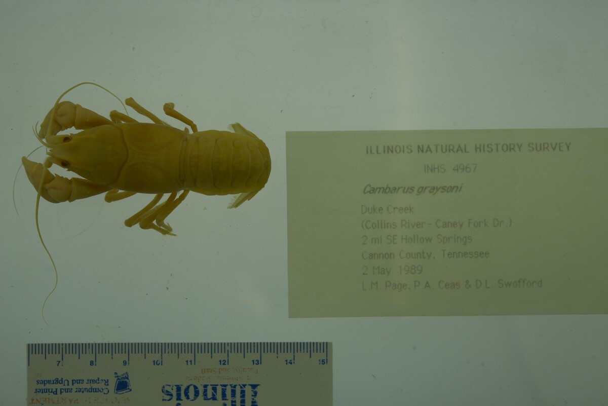 Cambarus graysoni image